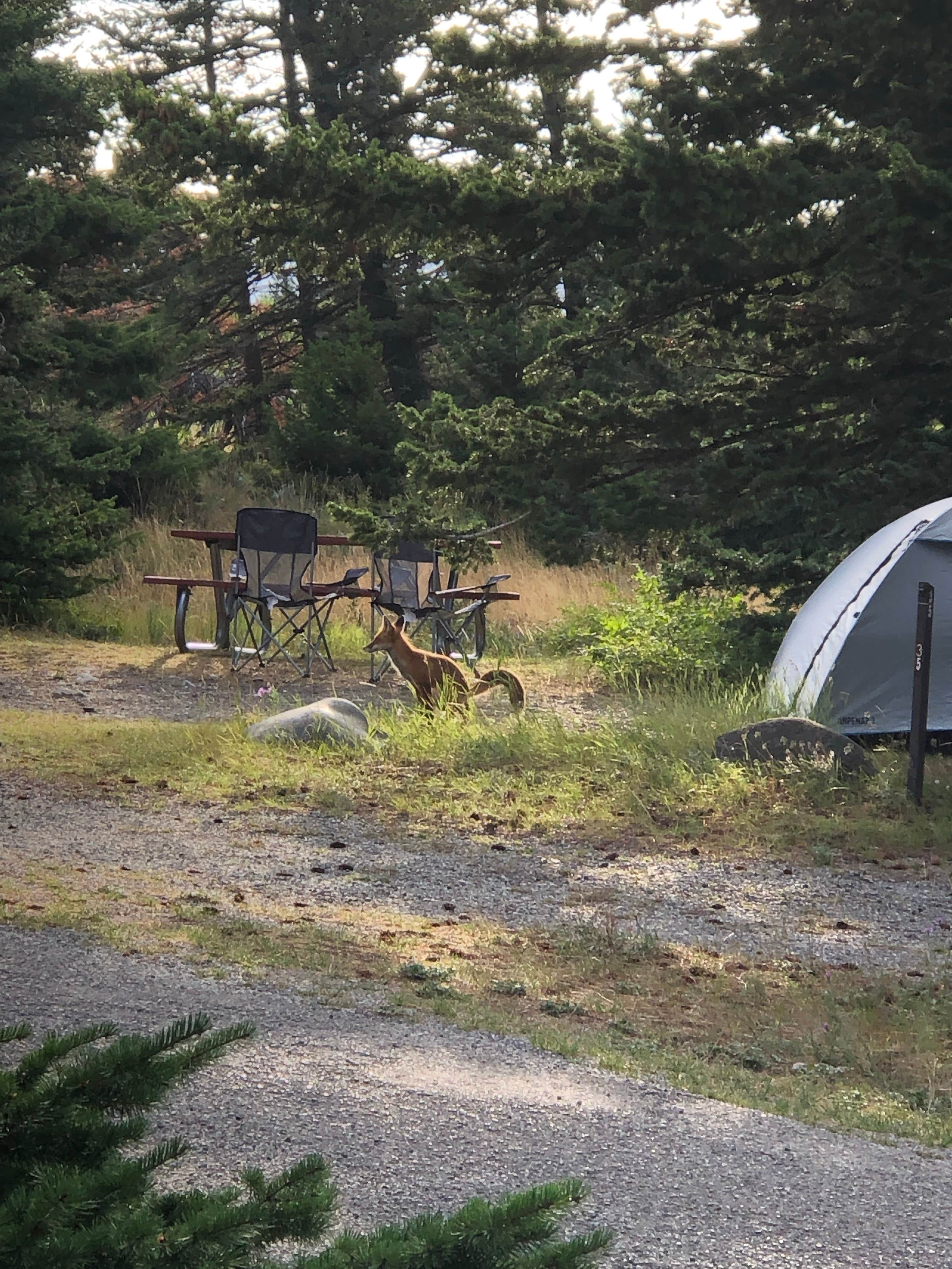 Josh D.'s photo at Rising Sun Campground — Glacier National Park near Glacier National Park