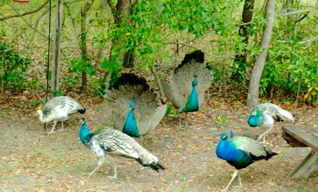 Camper-submitted photo at Big Oaks RV Resort near Land O' Lakes, FL