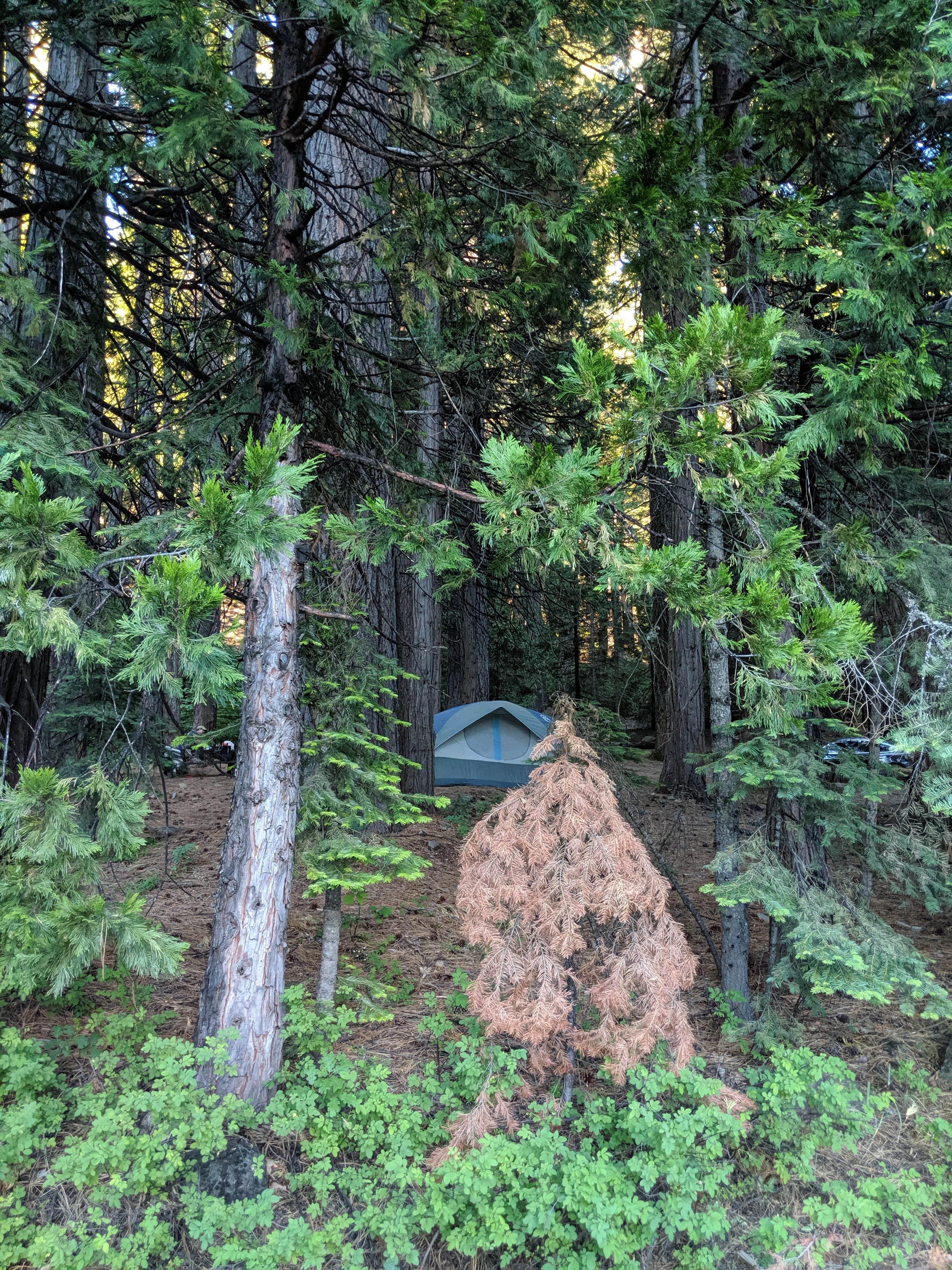 Adam B.'s photo at Tahoe National Forest Onion Valley Campground near Gold Run, CA
