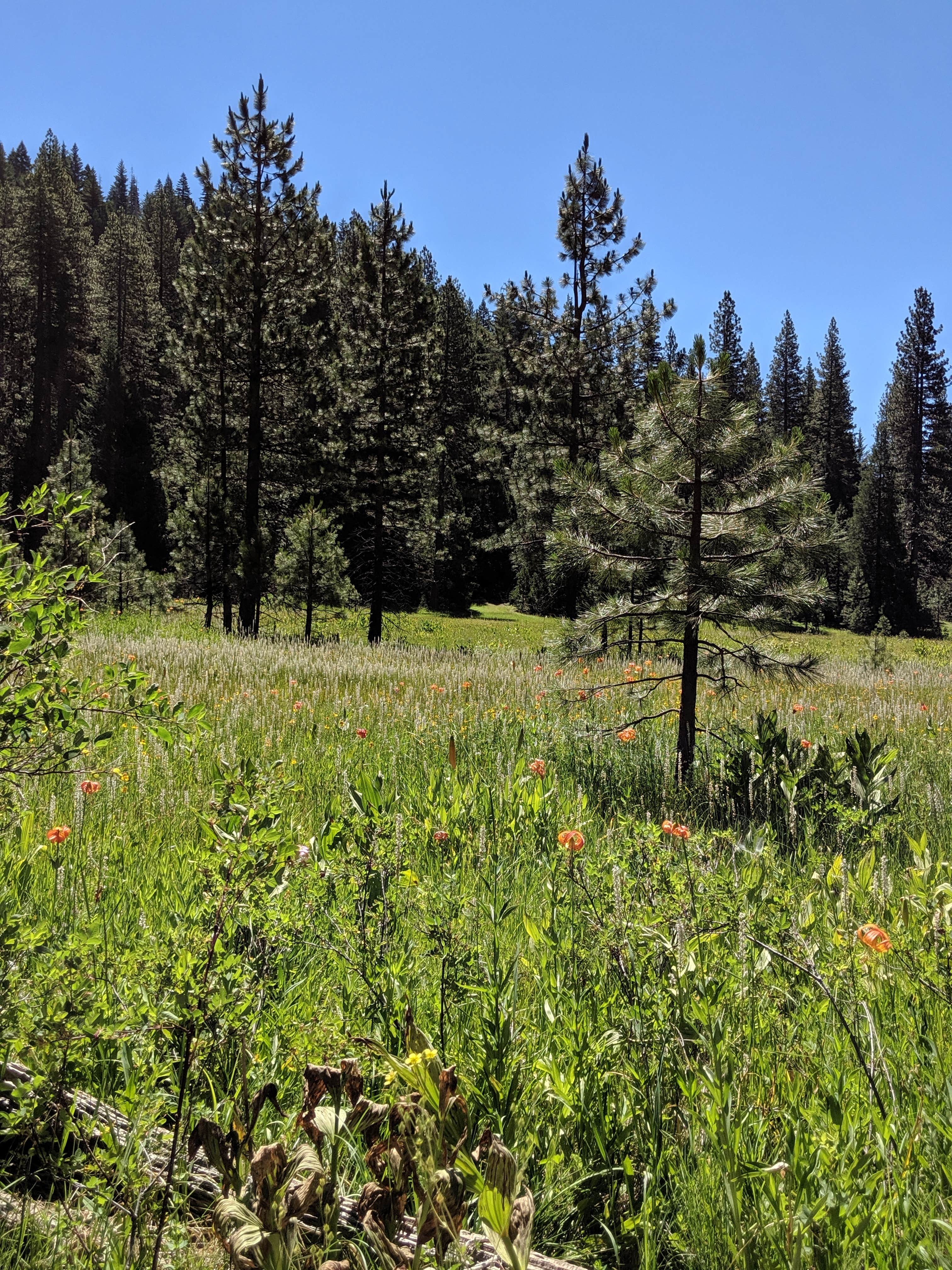 Camper submitted image from Tahoe National Forest Onion Valley Campground - 2