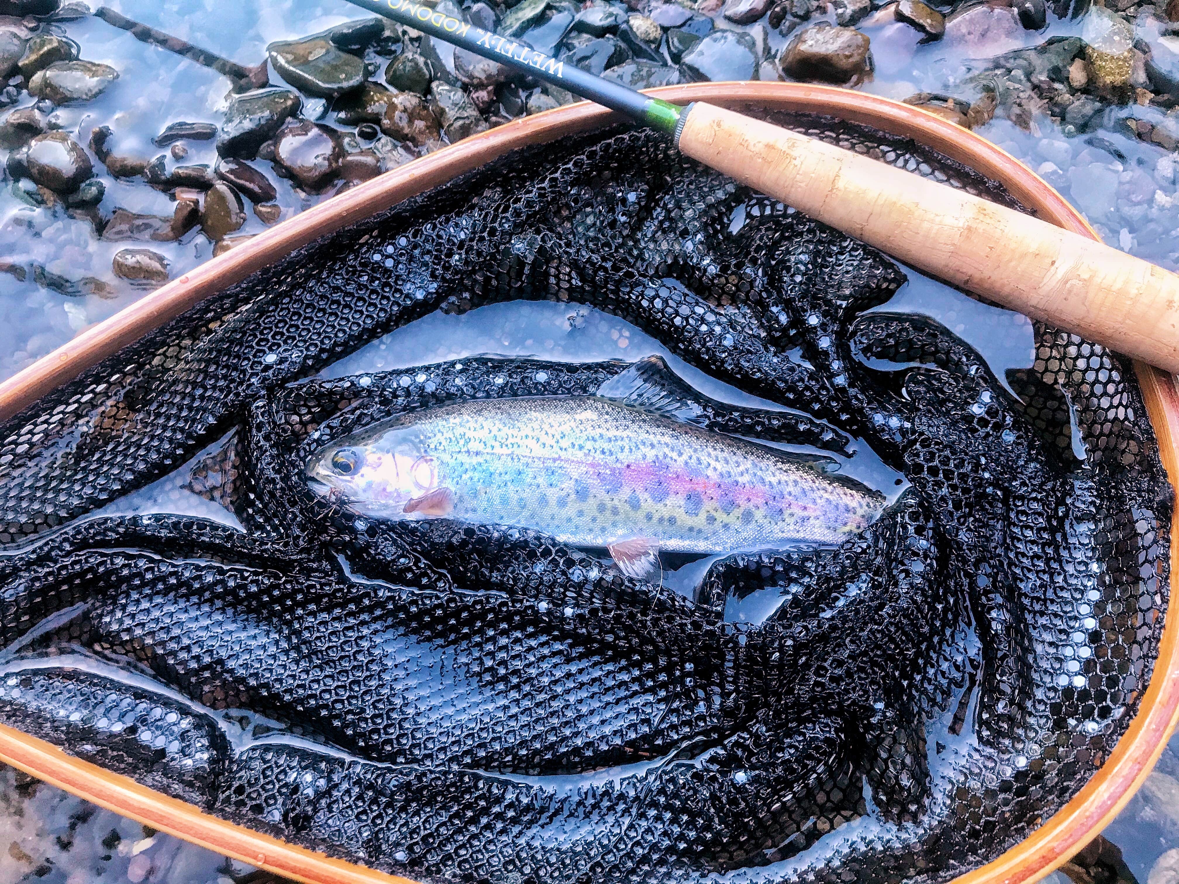 Camper-submitted photo at Ah-Di-Na Campground near Weed, CA