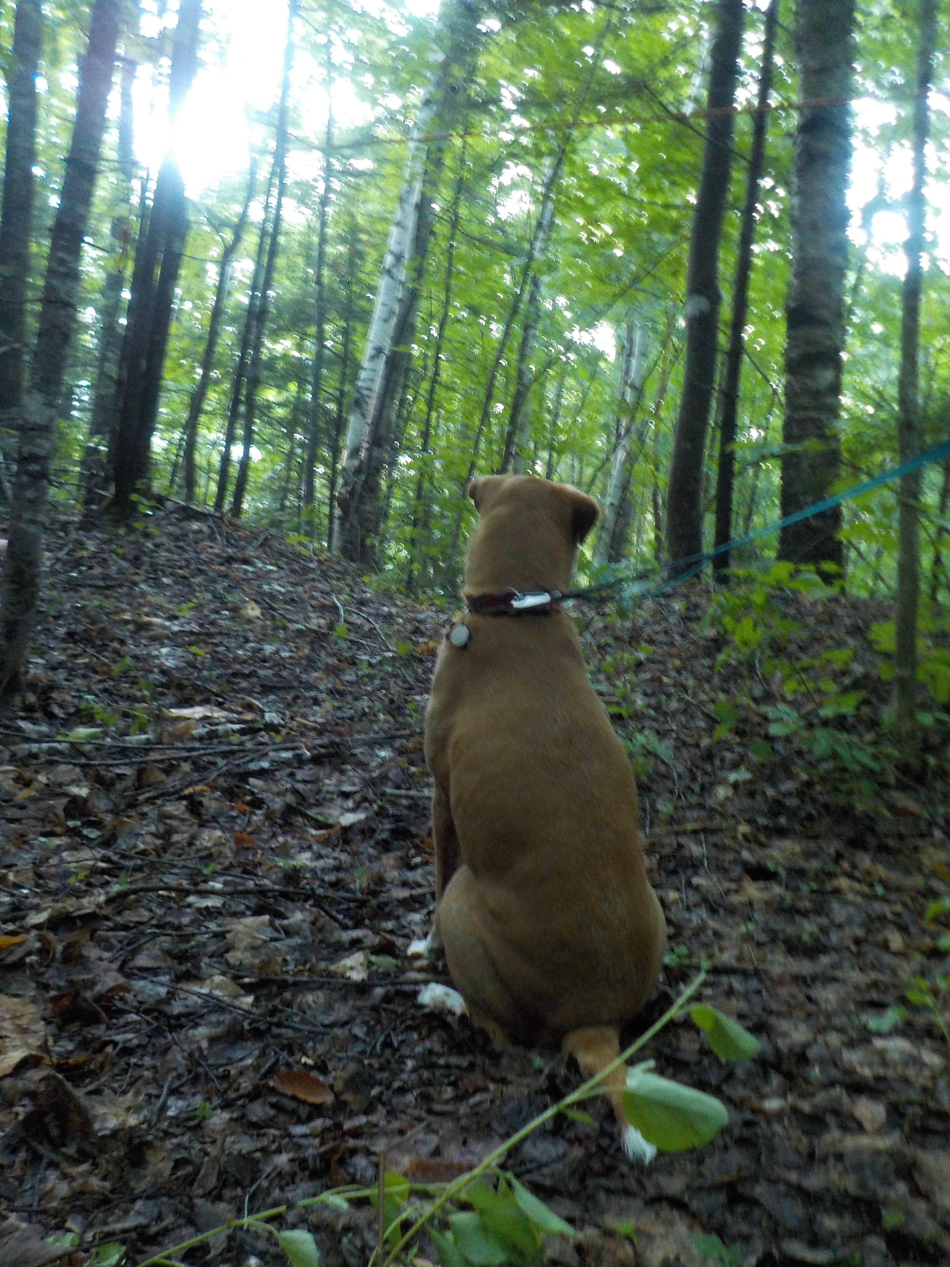 Sarah C.'s photo of camping with pets at Wild River Wilderness Area near Randolph, NH