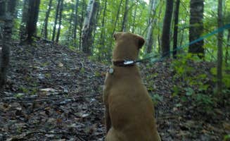 Sarah C.'s photo of camping with pets at Wild River Wilderness Area in New Hampshire