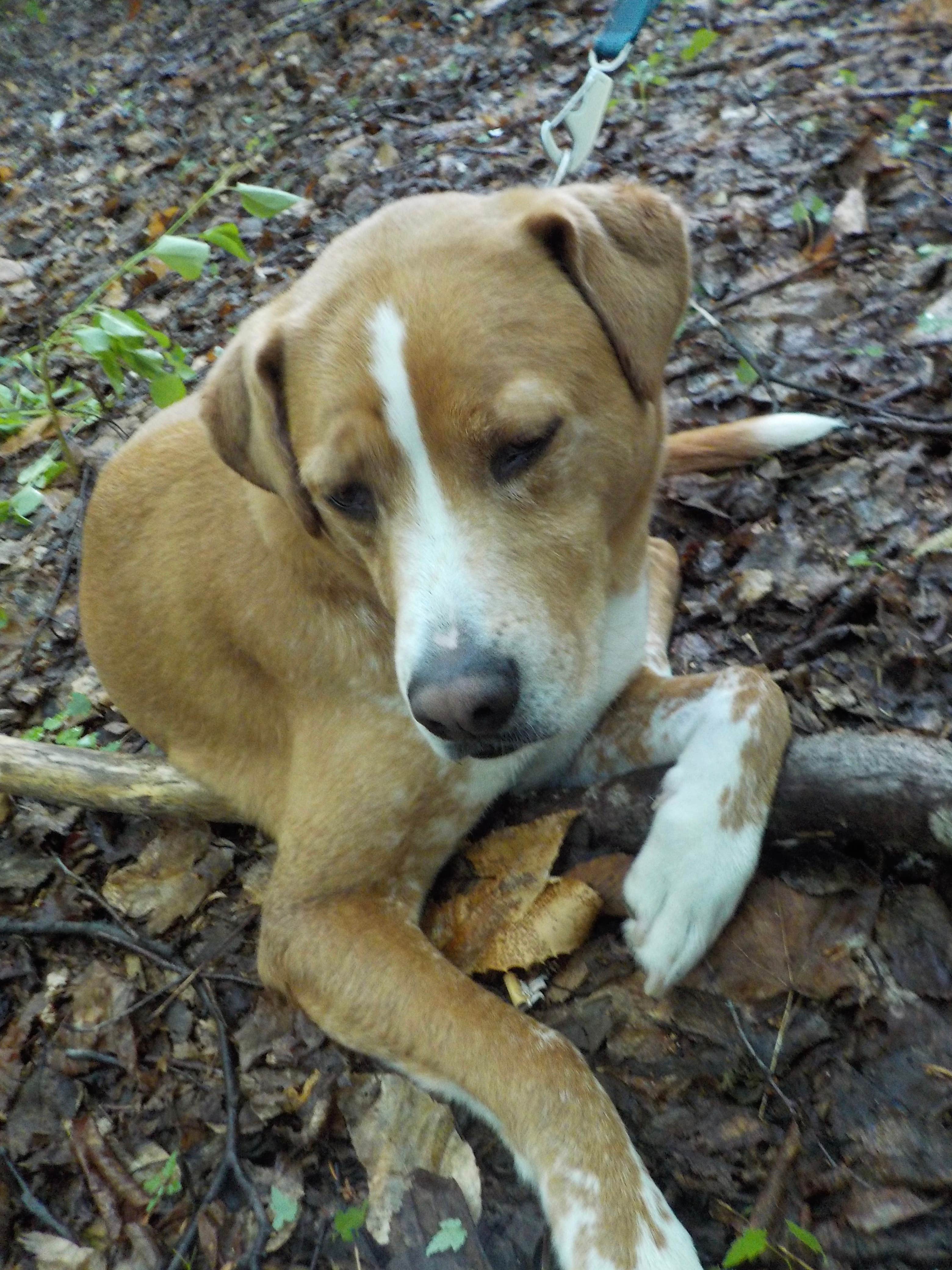 Camper-submitted photo at Wild River Wilderness Area near North Waterford, ME