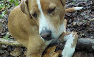 Sarah C.'s photo of camping with pets at Wild River Wilderness Area in New Hampshire