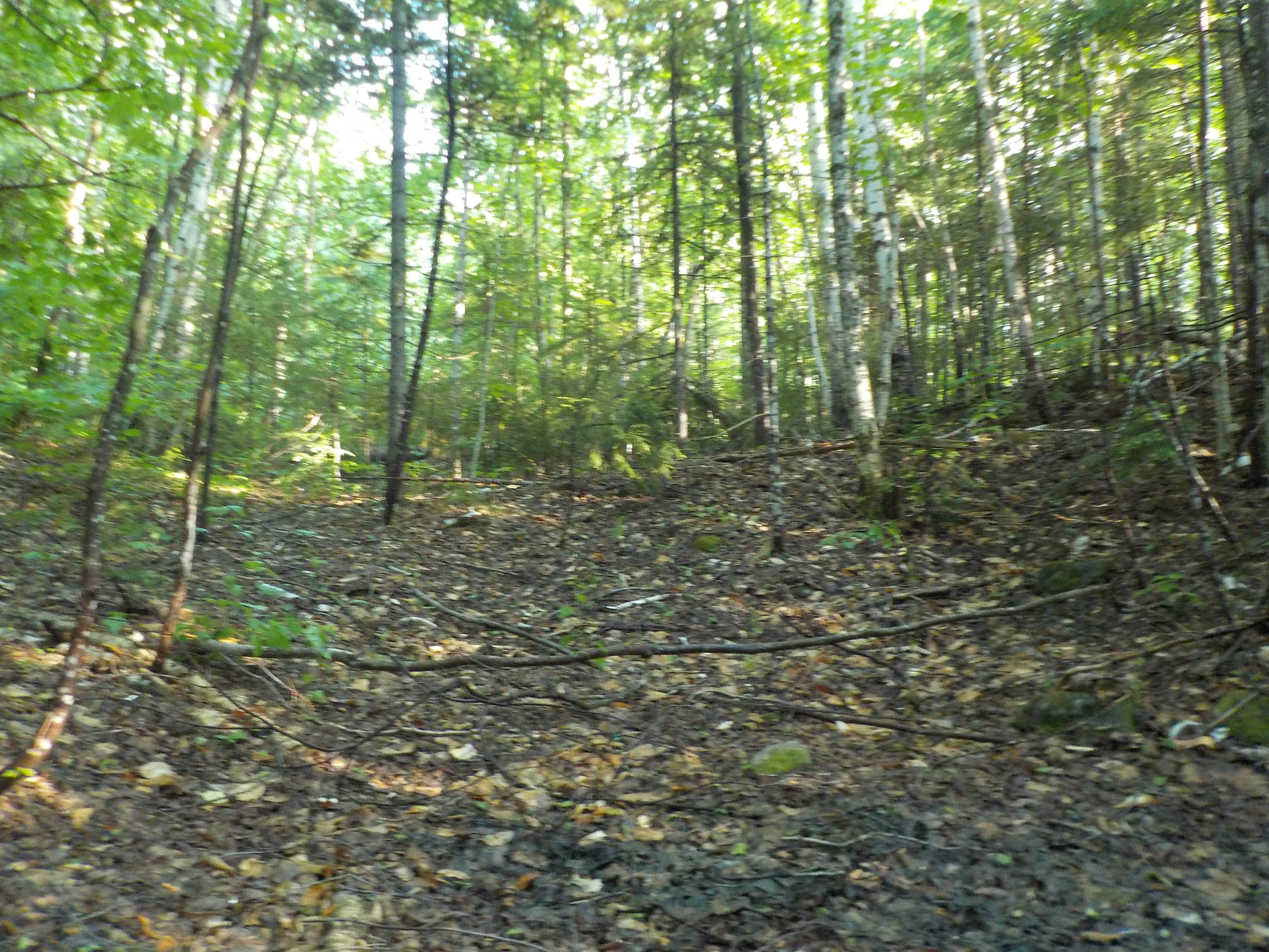 Camper-submitted photo at Wild River Wilderness Area near North Waterford, ME