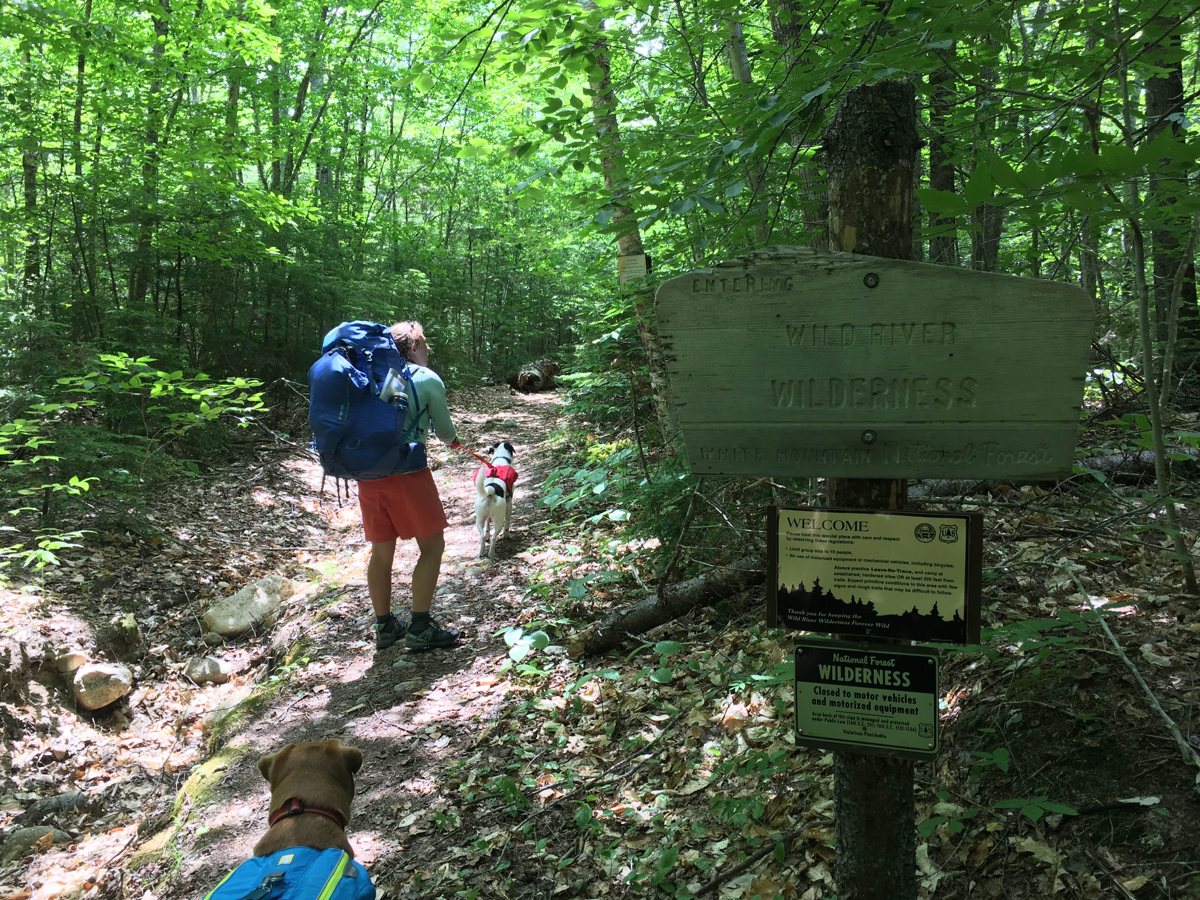 Camper-submitted photo at Wild River Wilderness Area near North Waterford, ME