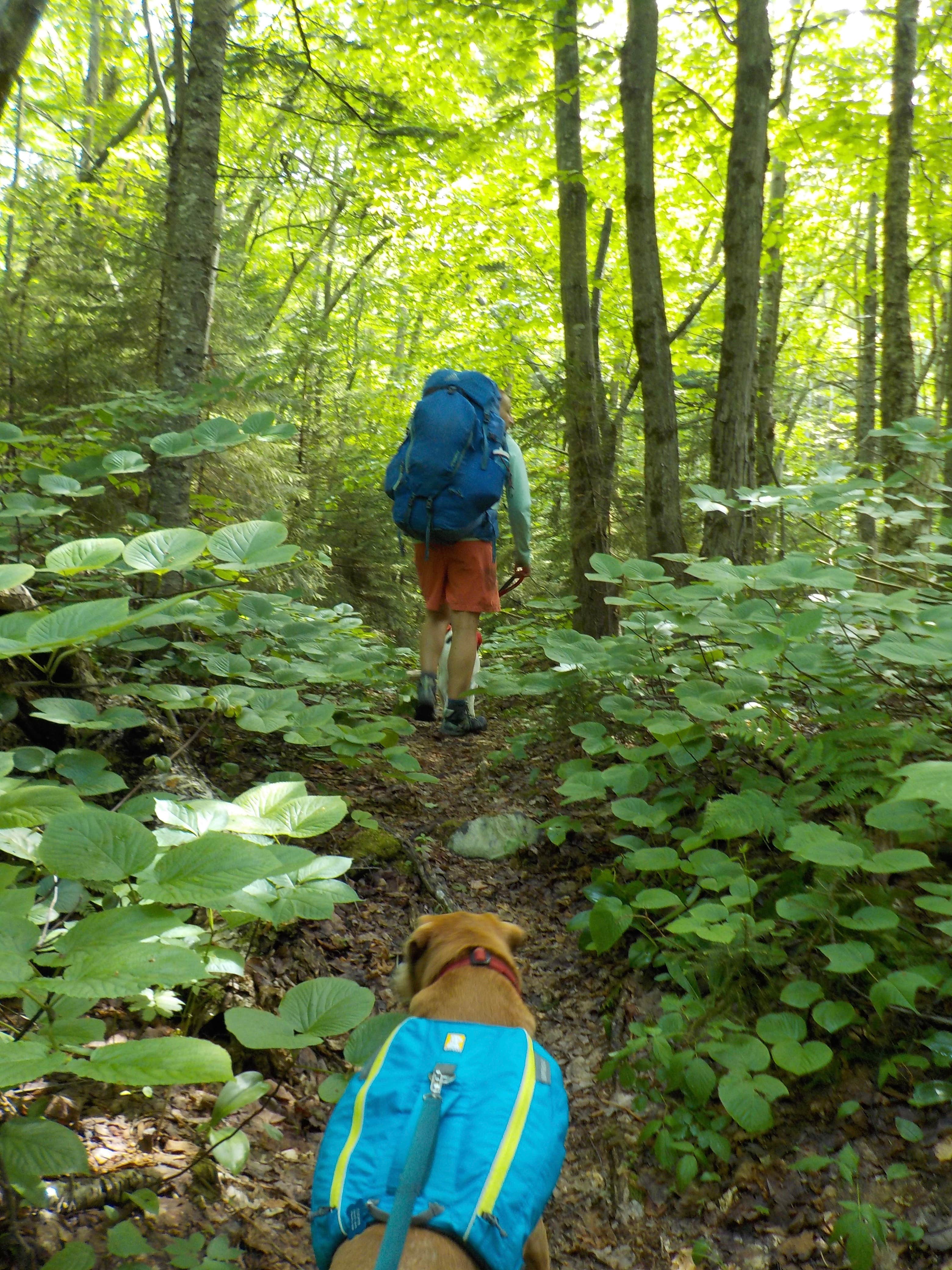 Camper-submitted photo at Wild River Wilderness Area near North Waterford, ME