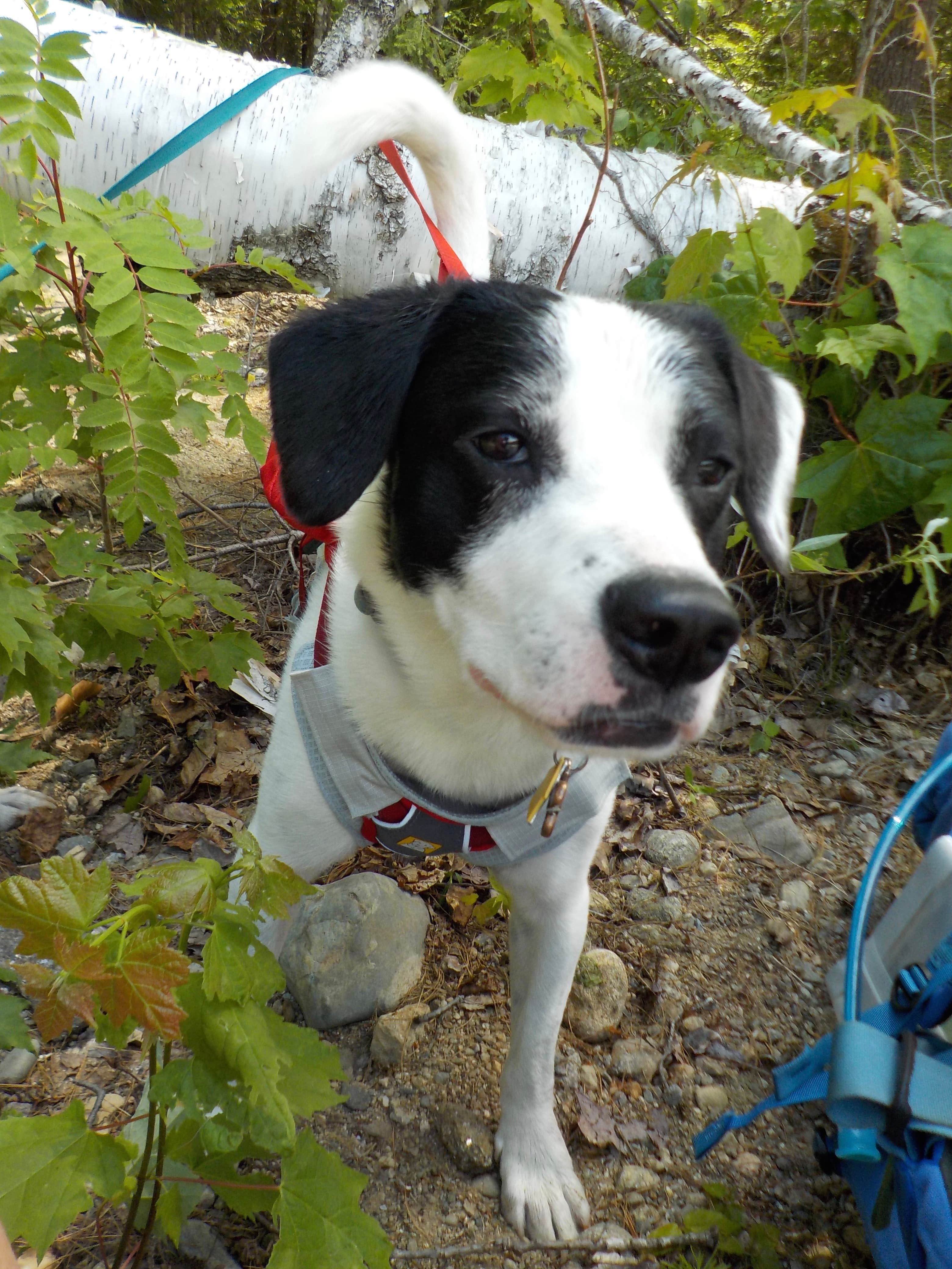 Camping near Basin Campground: Wild River Wilderness Area, Chatham, New Hampshire
