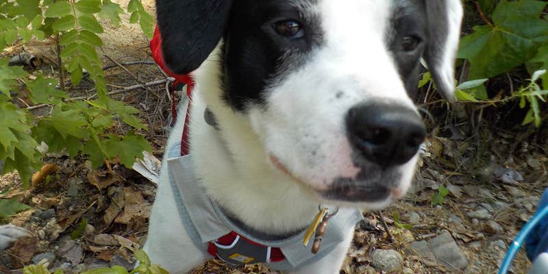 Camper submitted image from Wild River Wilderness Area