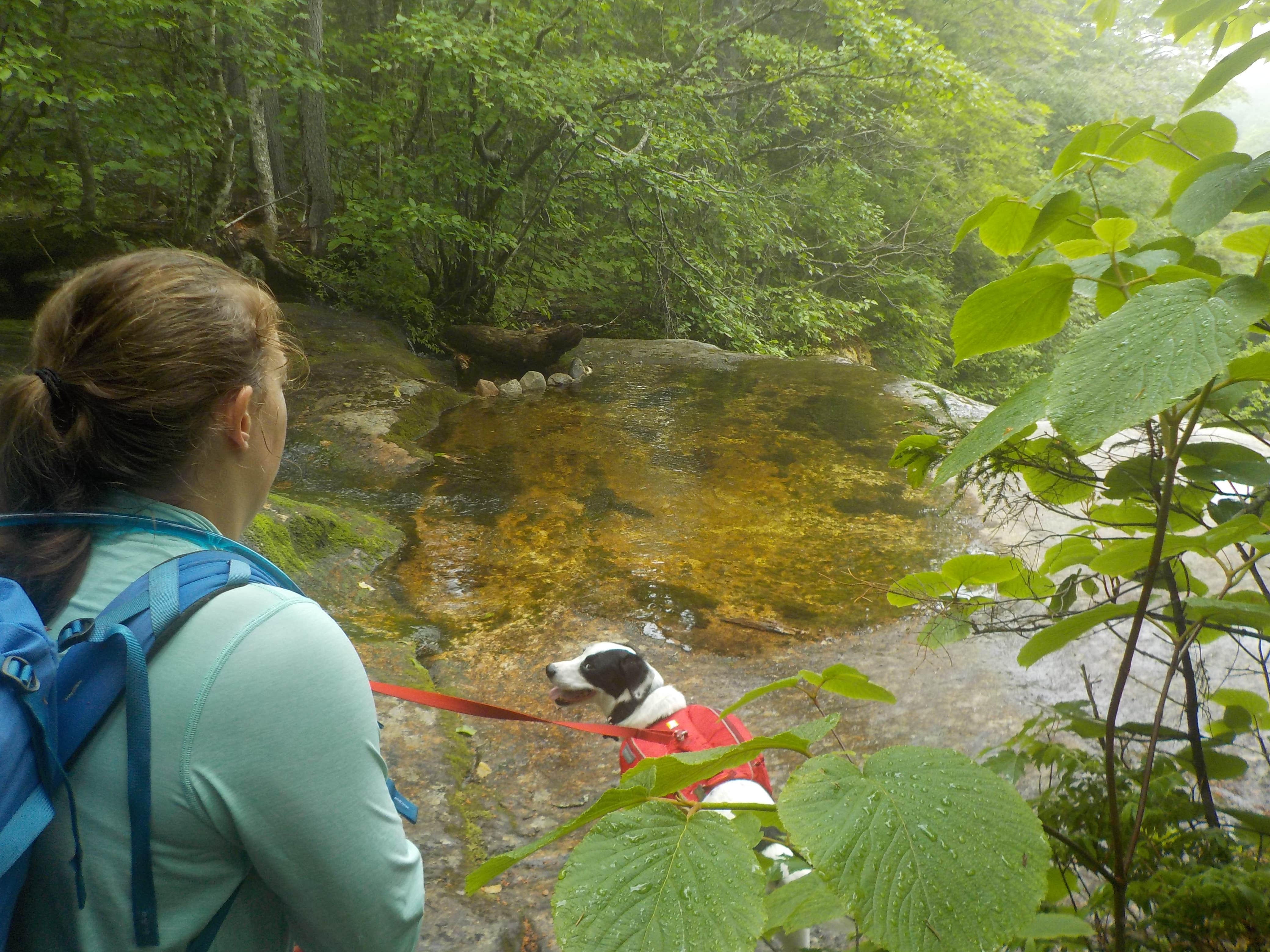 Sarah C.'s photo of camping with pets at Blue Brook Tent Site near Jackson, NH