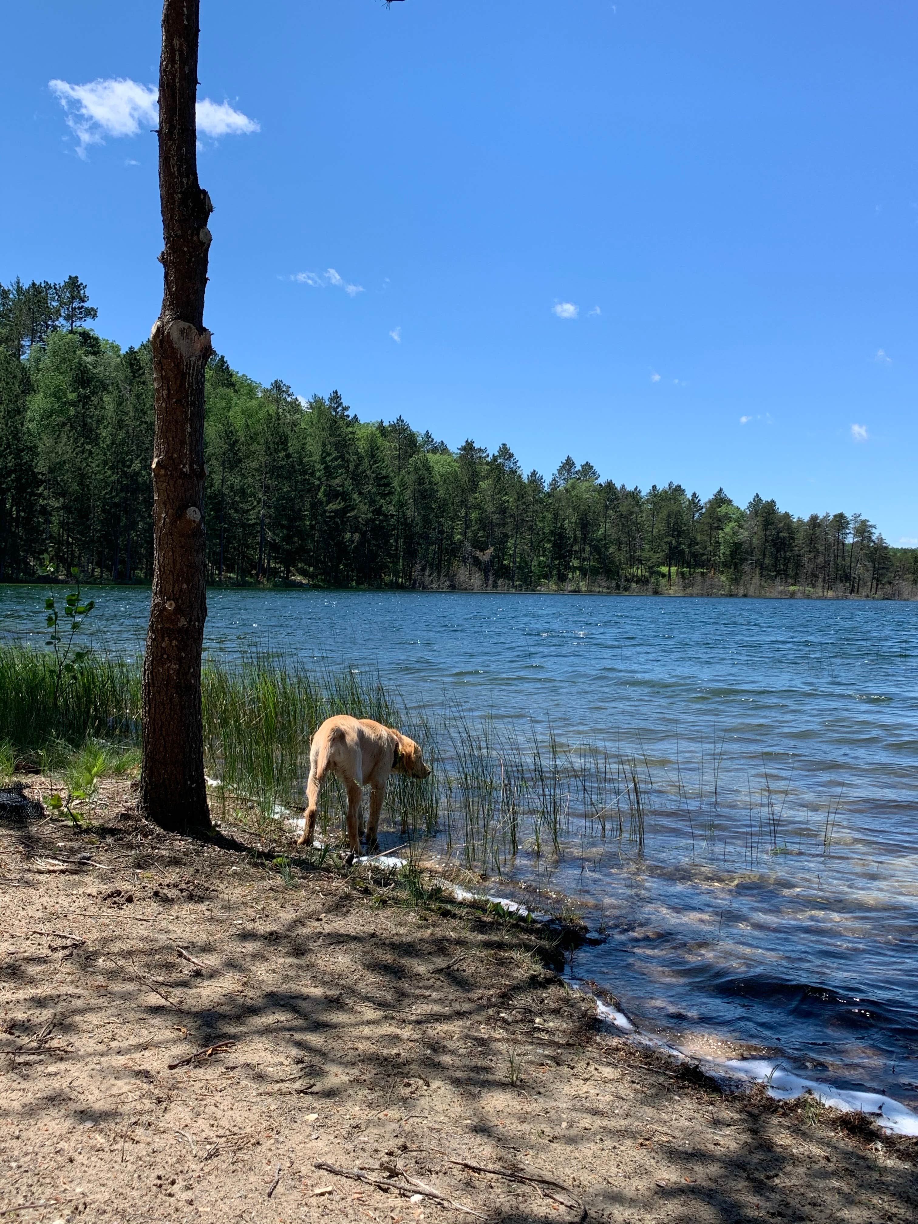 Kelly G.'s photo of camping with pets at Wagner Lake (MI) — Huron Manistee National Forests near Grayling, MI