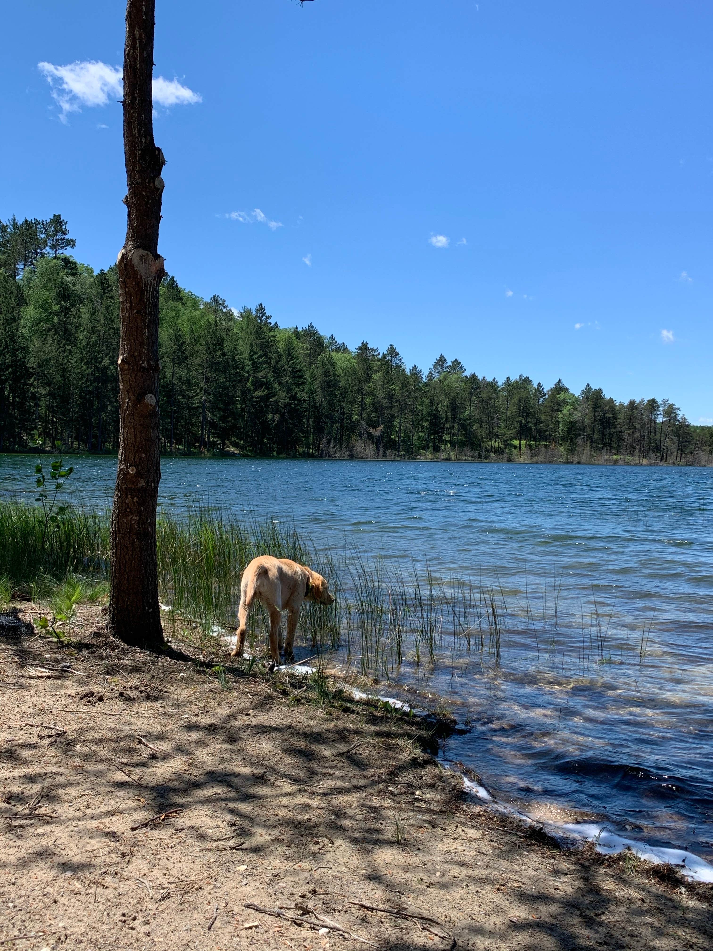 Camper submitted image from Wagner Lake (MI) — Huron Manistee National Forests - 3