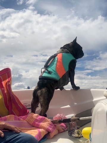 Lacey O.'s photo of camping with pets at Elk Ridge Campground — Ridgway State Park near Grand Mesa, Uncompahgre, and Gunnison National Forests