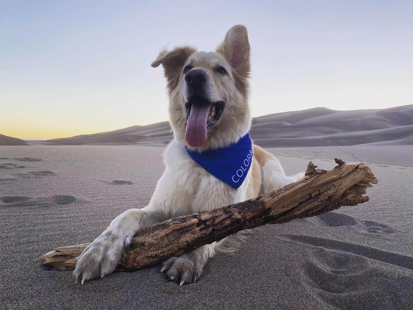 Eli W.'s photo of camping with pets at Pinon Flats Campground — Great Sand Dunes National Park near Beulah, CO