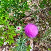 Review photo of Lost Maples State Natural Area by Mic R., July 9, 2020