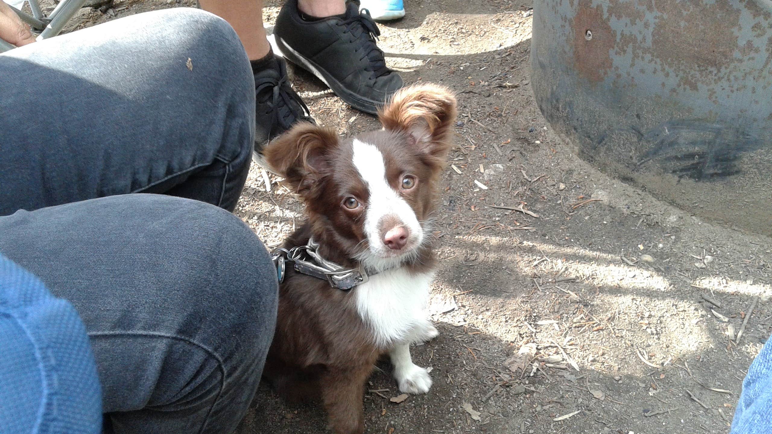 Jim W.'s photo of camping with pets at Collegiate Peaks near Buena Vista, CO