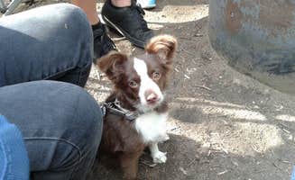 Jim W.'s photo of camping with pets at Collegiate Peaks near Buena Vista, CO