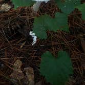 Review photo of Chattahoochee Bend State Park Campground by Erin C., July 9, 2020