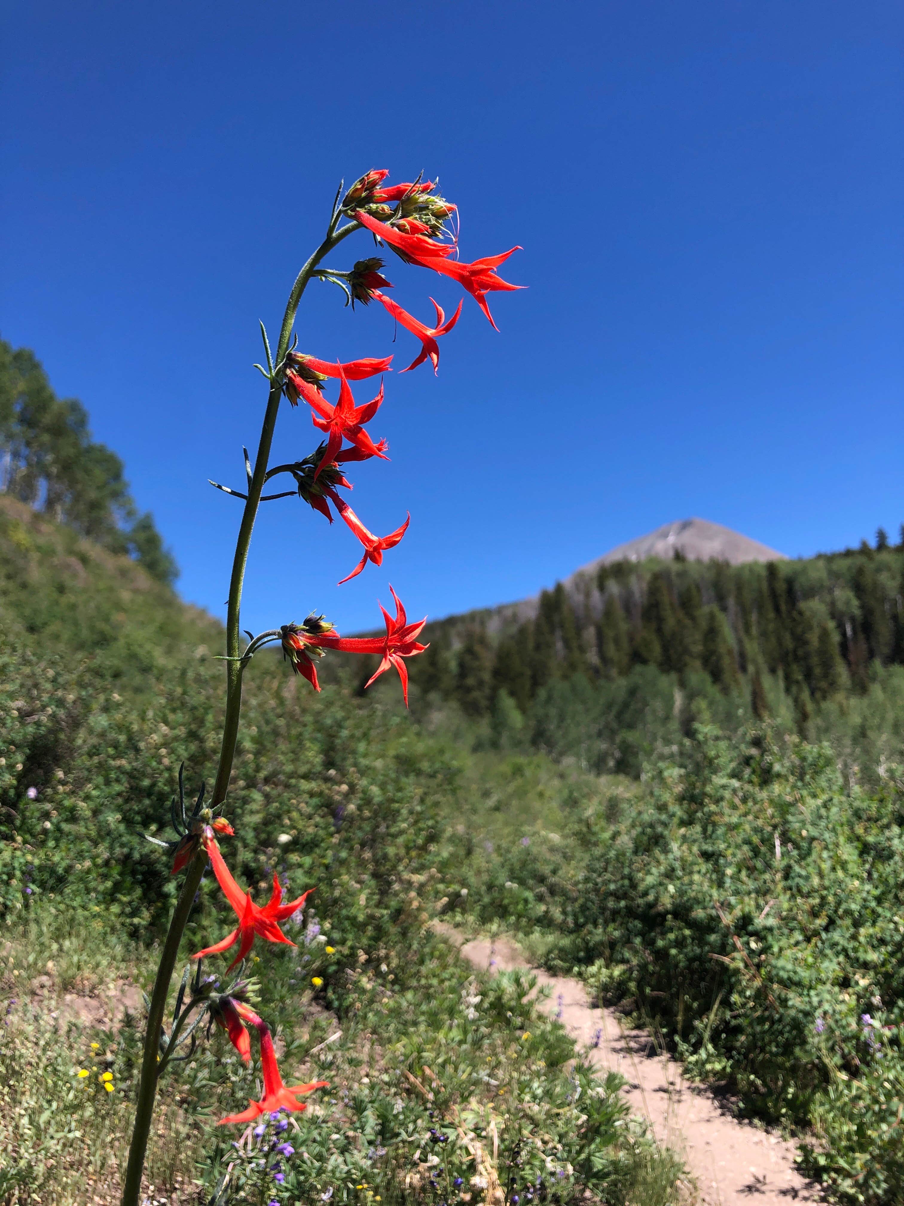 Camper submitted image from Manti-LaSal National Forest Oowah Lake Campground - 2