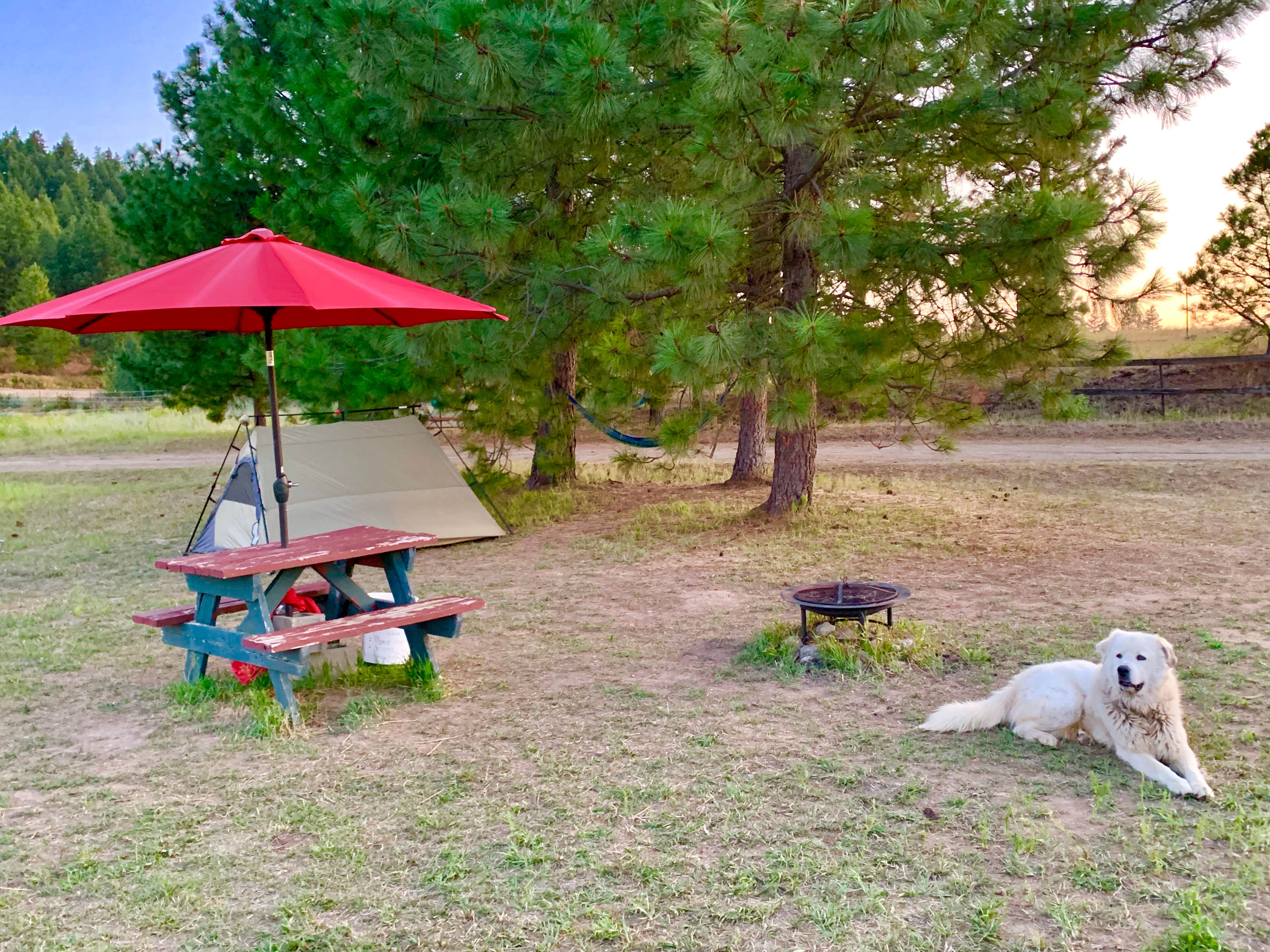 Jennifer B.'s photo of camping with pets at 5 Authentic Barn Campsites near Newman Lake, WA