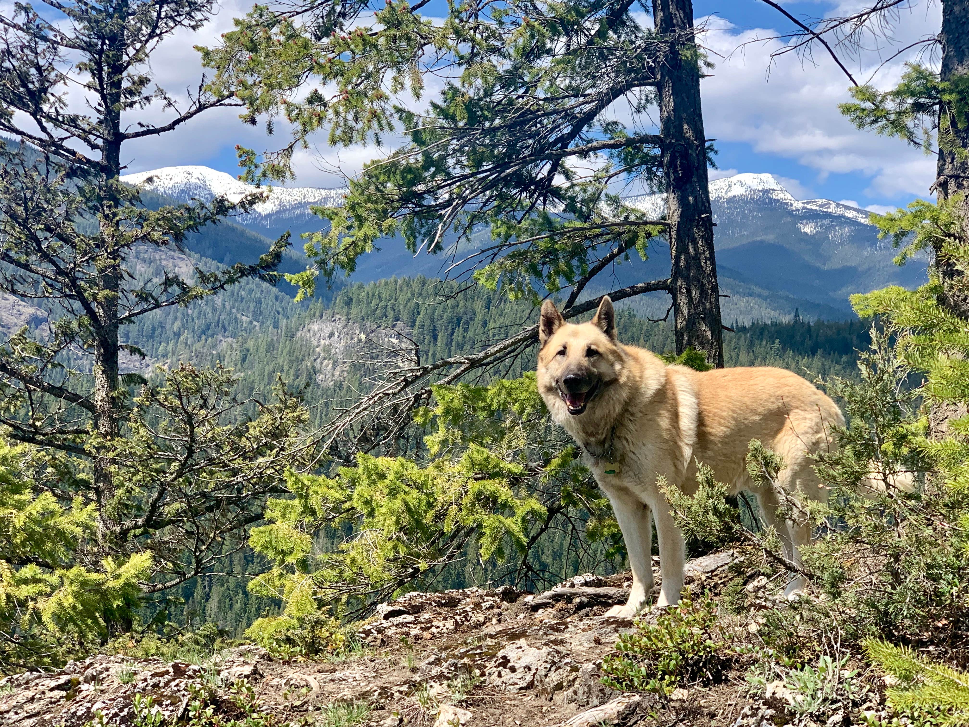 Jennifer B.'s photo of camping with pets at Mountain Refuge Ranch near Colville National Forest