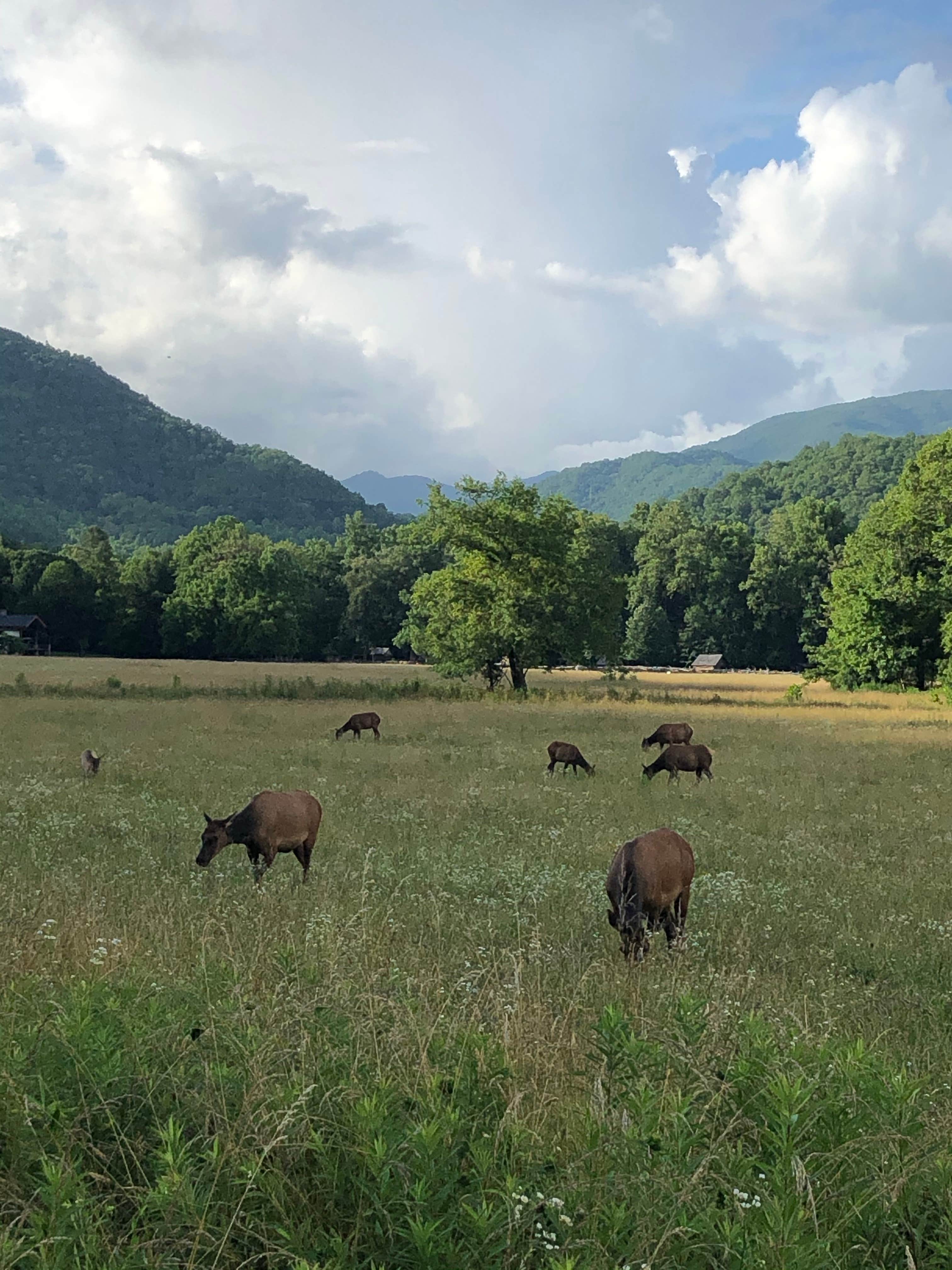 Camper-submitted photo at Happy Holiday RV Village near Sylva, NC
