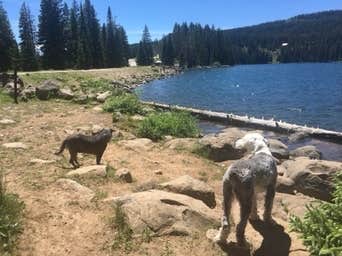 Camper submitted image from Little Bear Campground - 4