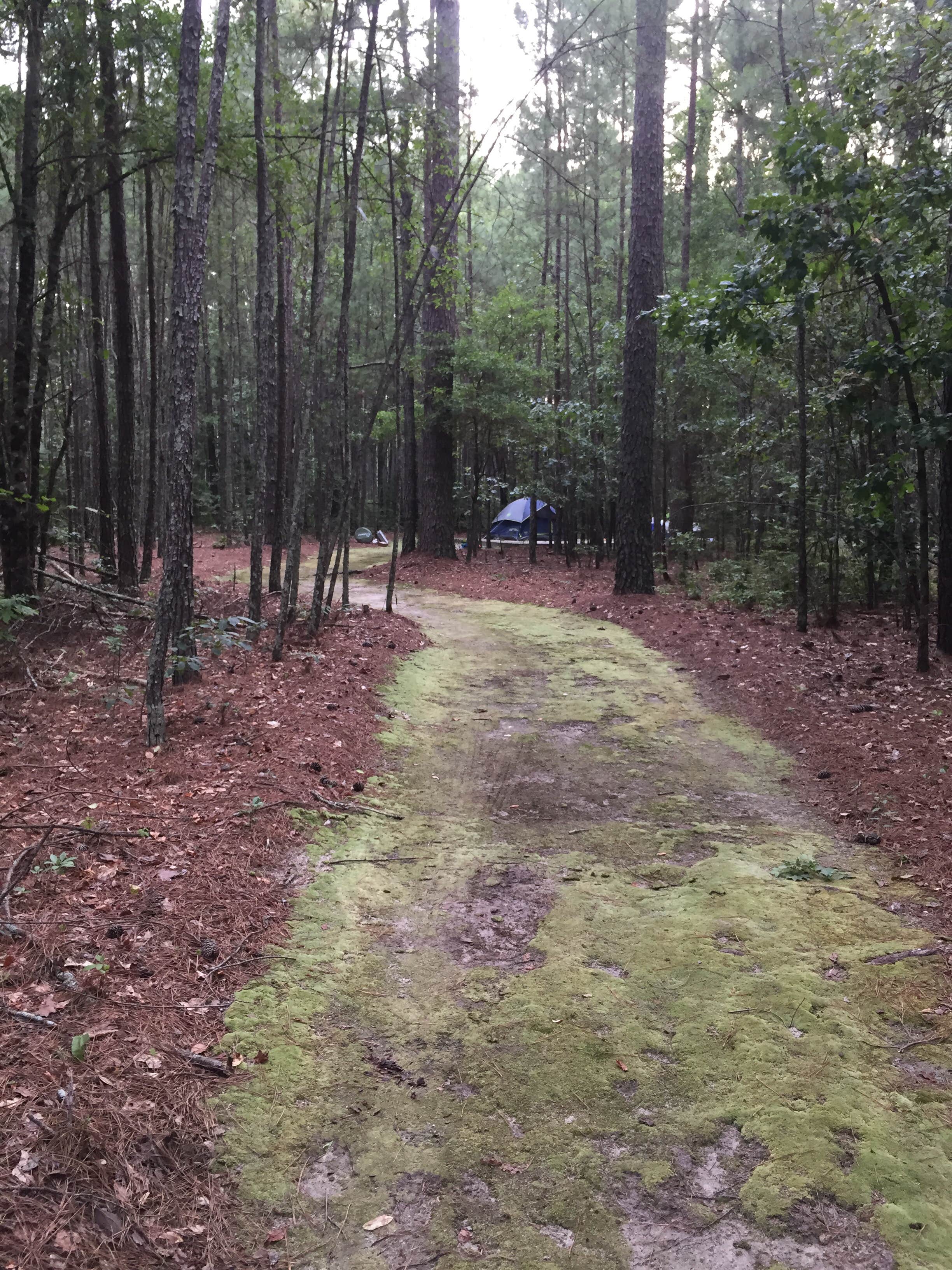 Camper-submitted photo at Chalk Banks — Lumber River State Park near Rockingham, NC