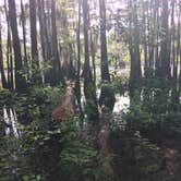 Review photo of Caddo Lake State Park Campground by Monica C., July 10, 2020