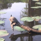 Review photo of Caddo Lake State Park Campground by Monica C., July 10, 2020