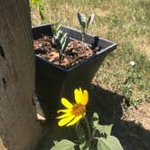 Review photo of Buffalo Gap Campground (ND) by Erin G., July 10, 2020