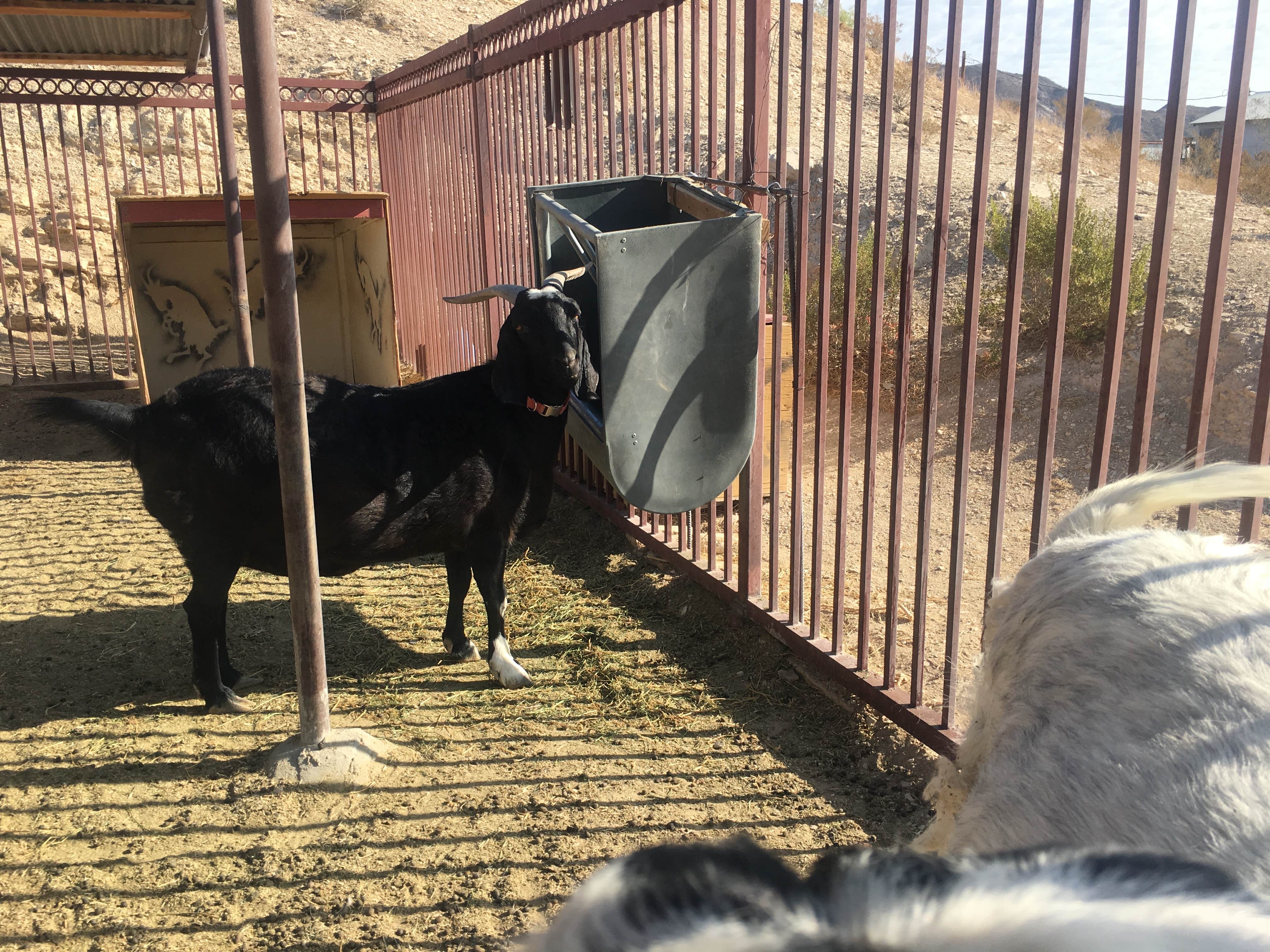 Gari-Ann L.'s photo of camping with pets at Maverick Ranch RV Park near Terlingua, TX