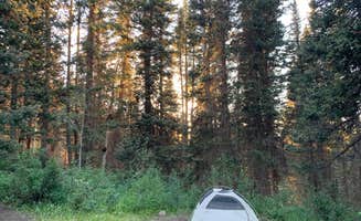 Dalton V.'s photo of tent camping at Oowah Campground near Castle Valley, UT