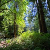 Review photo of Mill Creek Campground — Del Norte Coast Redwoods State Park by Deanna D., July 11, 2020