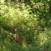 Review photo of Spring Hill Campground — Boiling Springs State Park by Tommy S., July 11, 2020