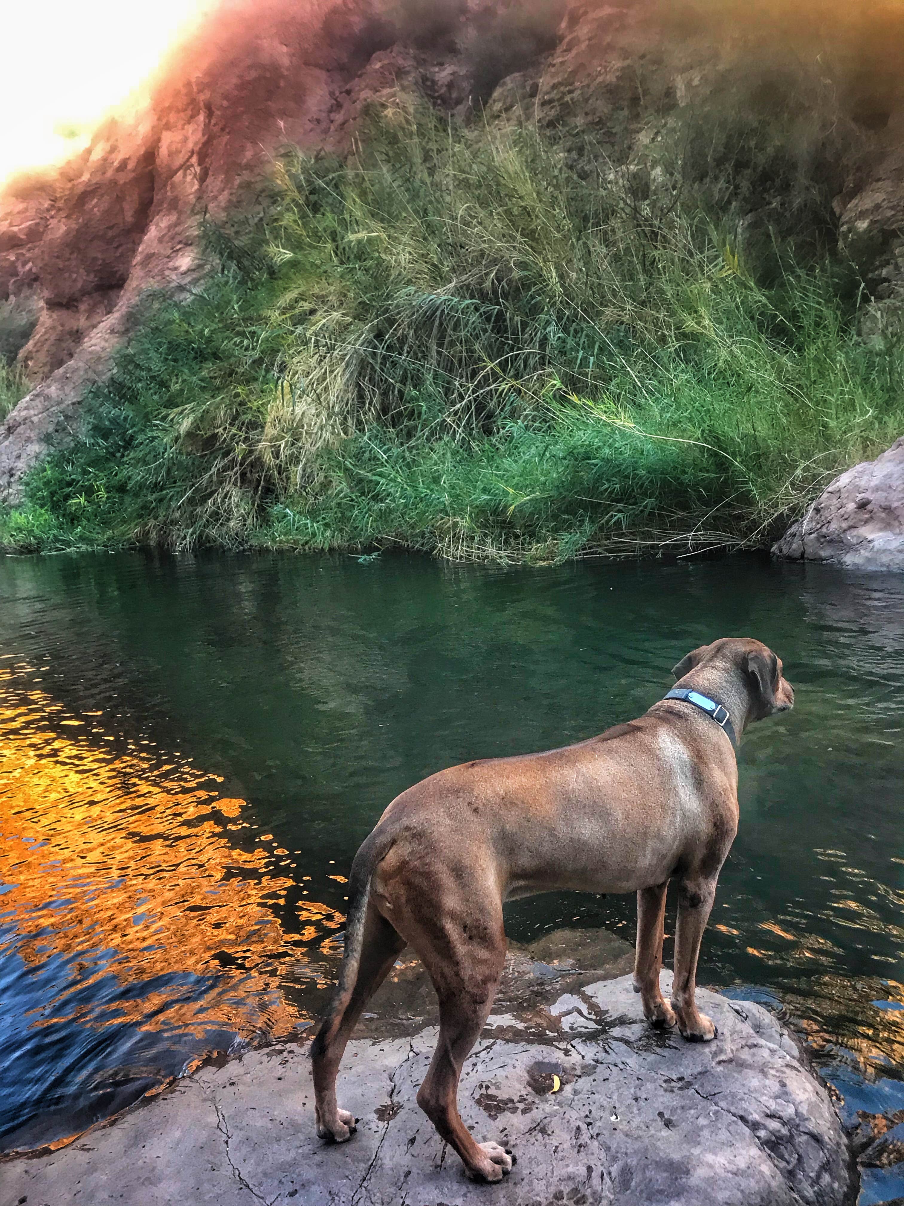 Sara S.'s photo of camping with pets at Tortilla Campground near Rio Verde, AZ