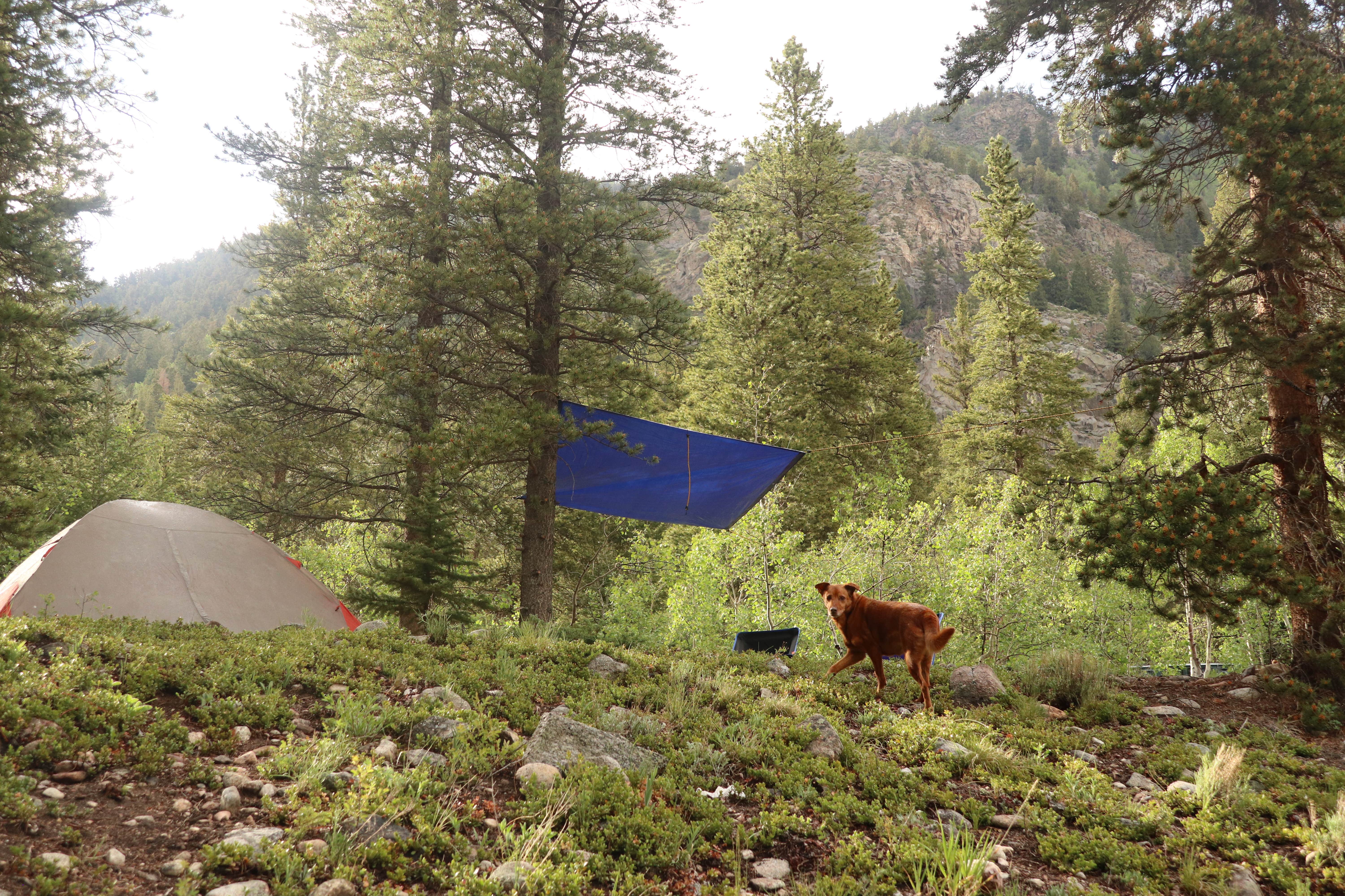 Camper submitted image from Chaffee County Road 390 Dispersed - 3