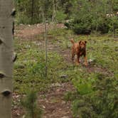 Review photo of Chaffee County Road 390 Dispersed by Tommy S., July 11, 2020