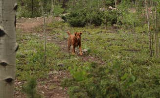Tommy S.'s photo of camping with pets at Chaffee County Road 390 Dispersed near Granite, CO