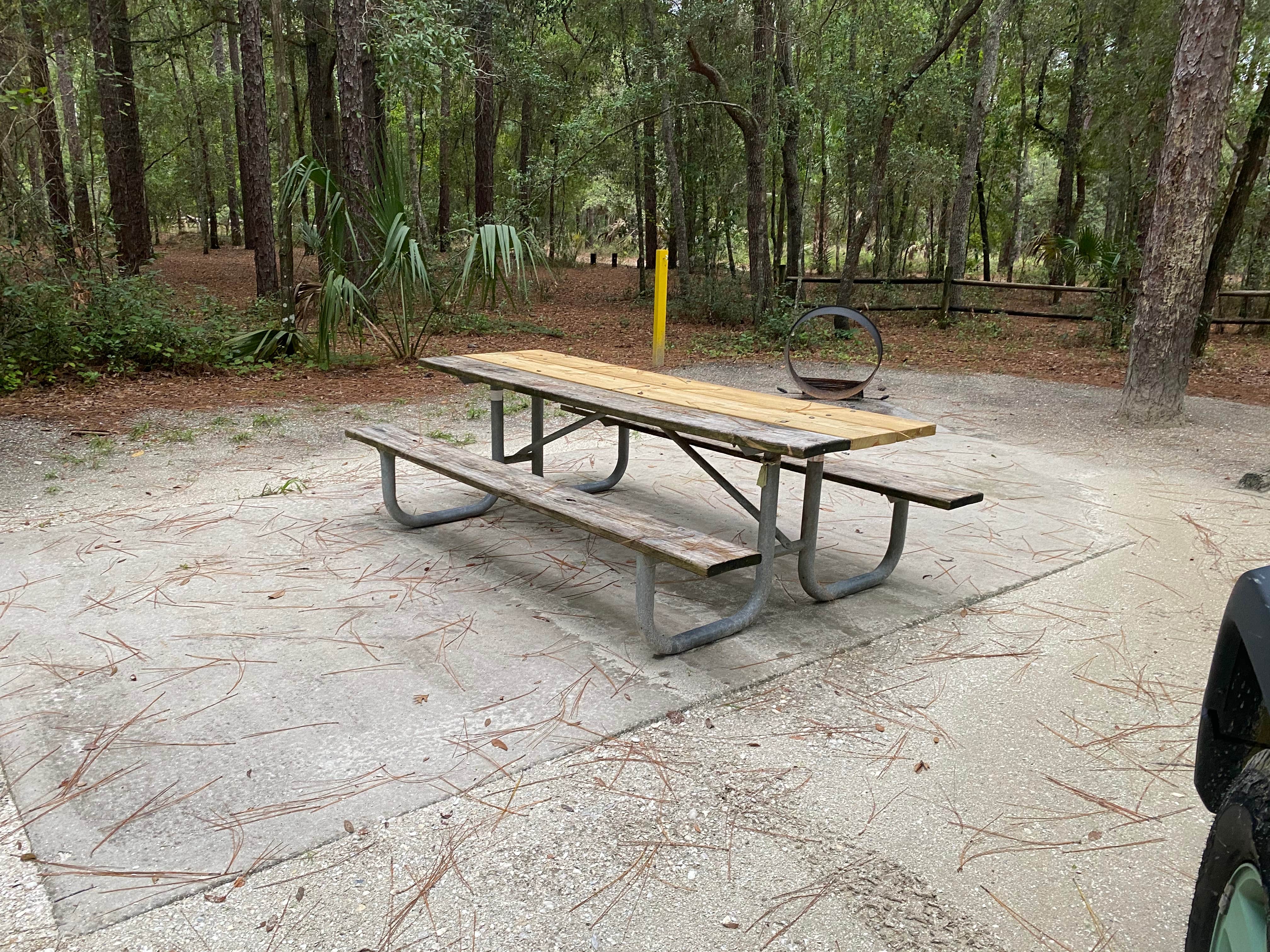 Camper submitted image from Kelly Park Campground - 3