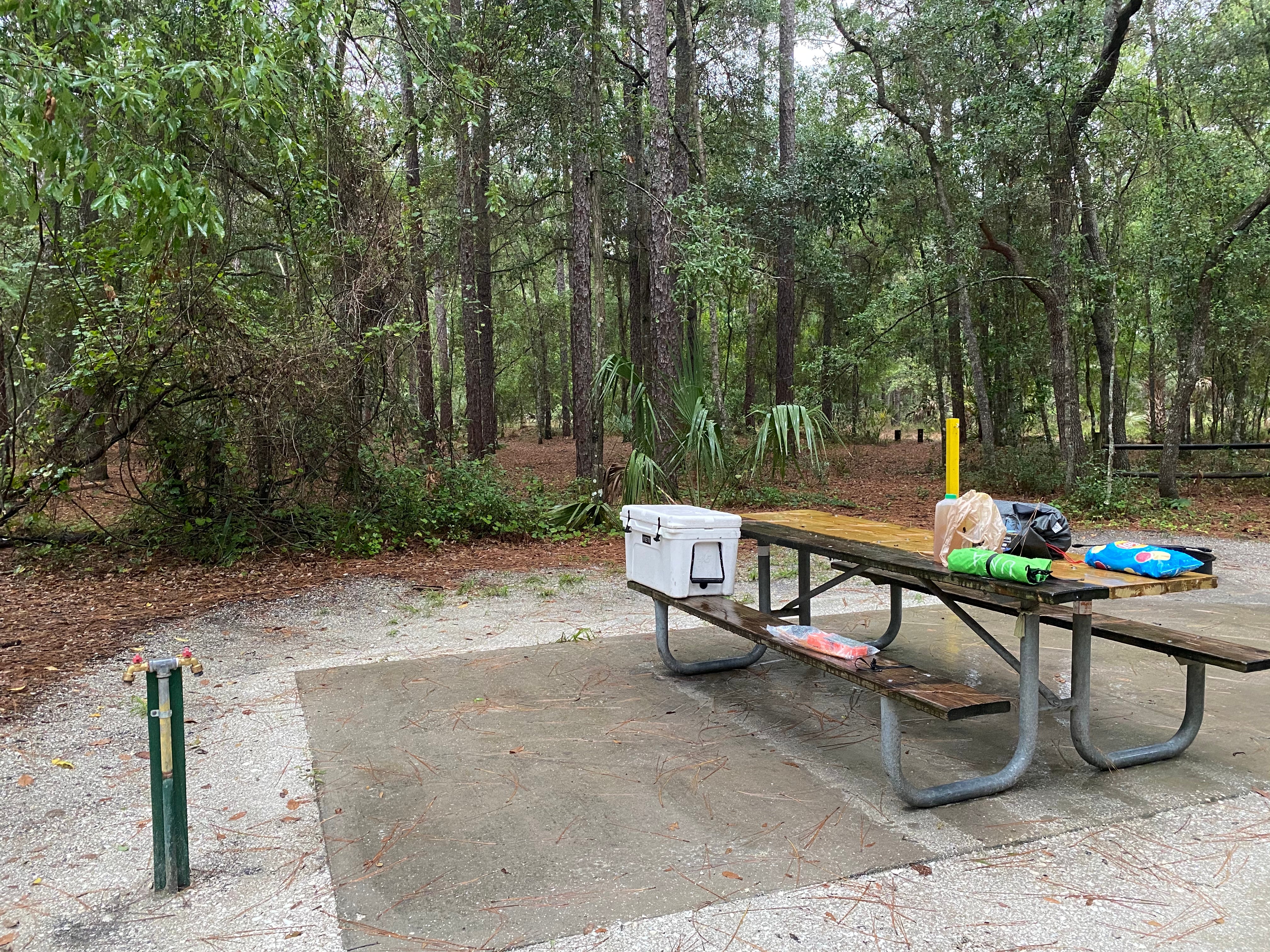 Camper submitted image from Kelly Park Campground - 1