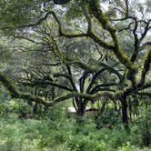 Review photo of Wekiwa Springs State Park Campground by Alyssa D., July 11, 2020