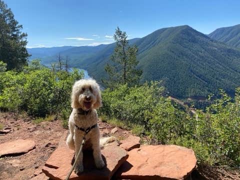 Rebeca H.'s photo of camping with pets at Mollie B_white River near White River National Forest