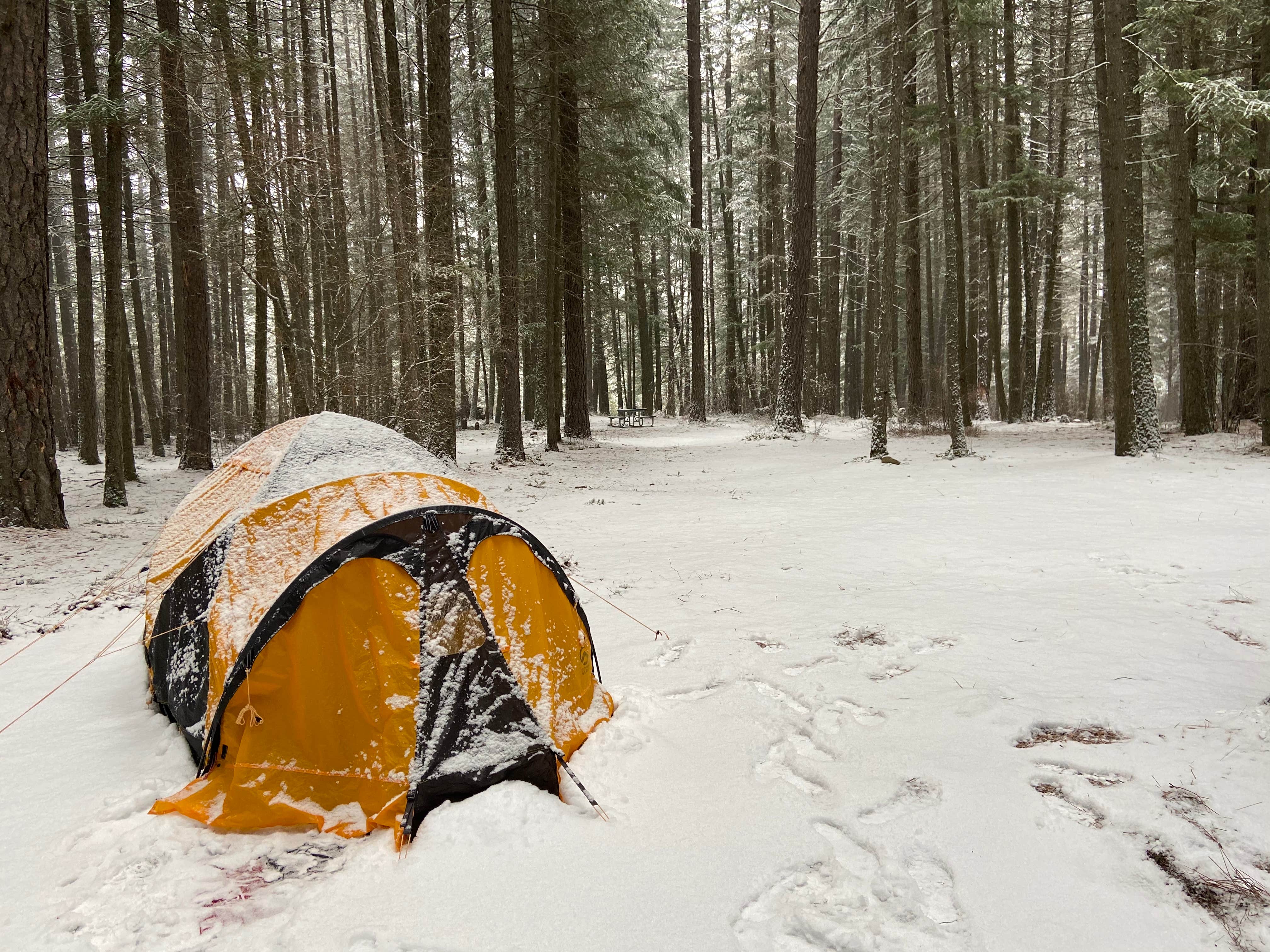 Camper submitted image from Thimbleberry Group Camp — Farragut State Park - 3