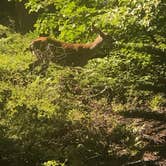 Review photo of Balch Park Campground by John B., July 12, 2020