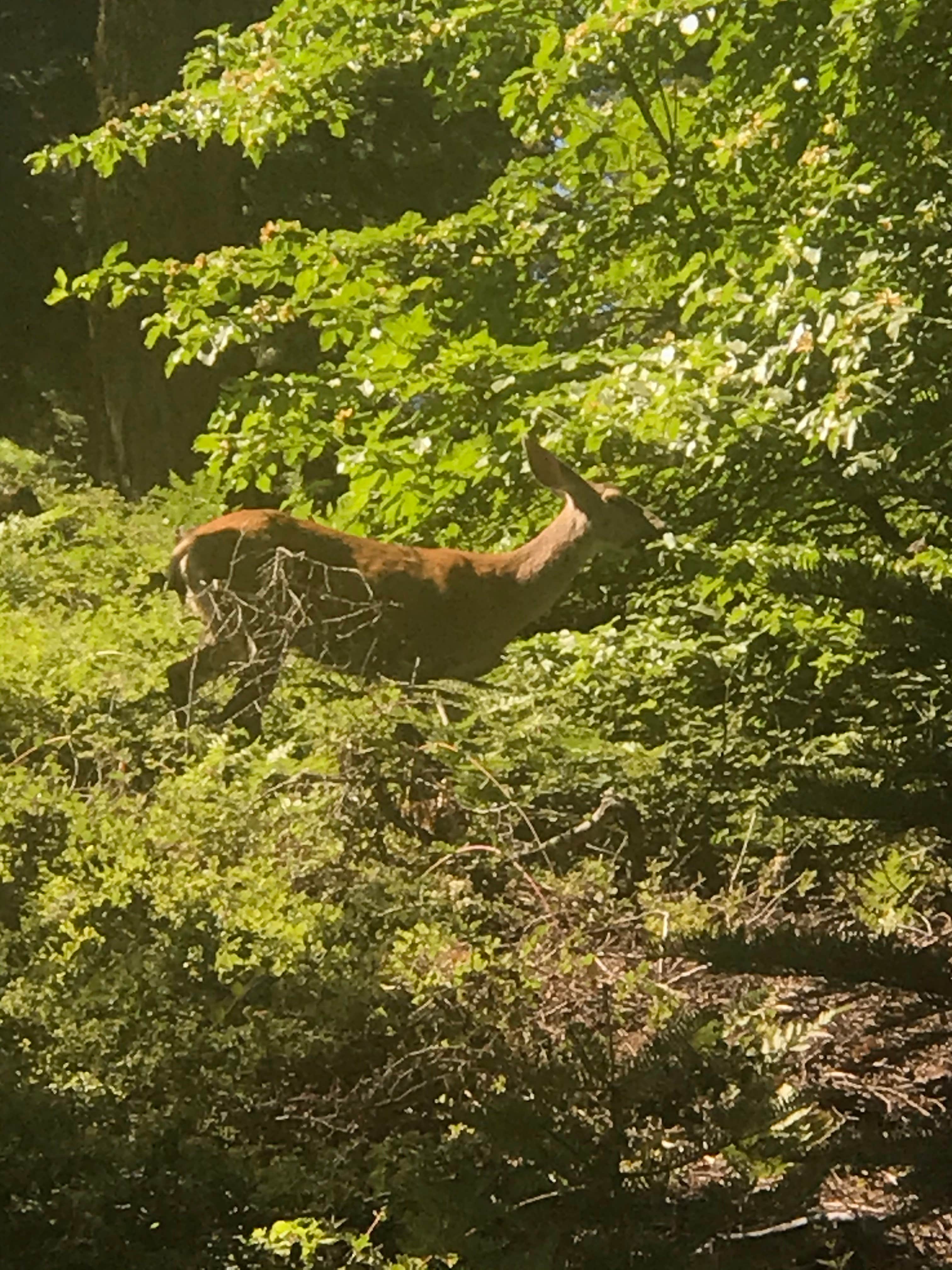 Camper submitted image from Balch Park Campground - 4