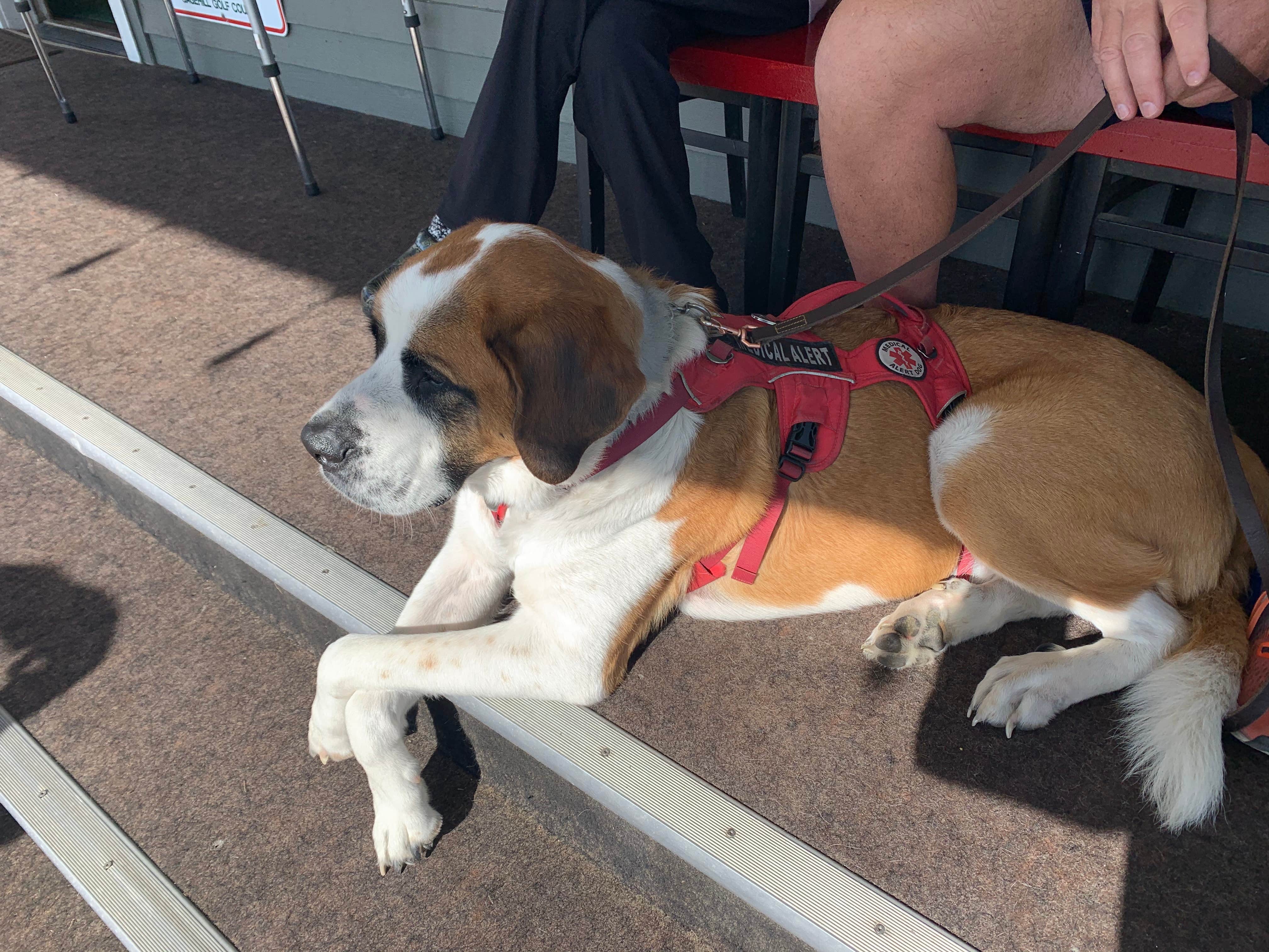 Tom A.'s photo of camping with pets at Sage Hills Golf Club & RV Resort near Richland, WA