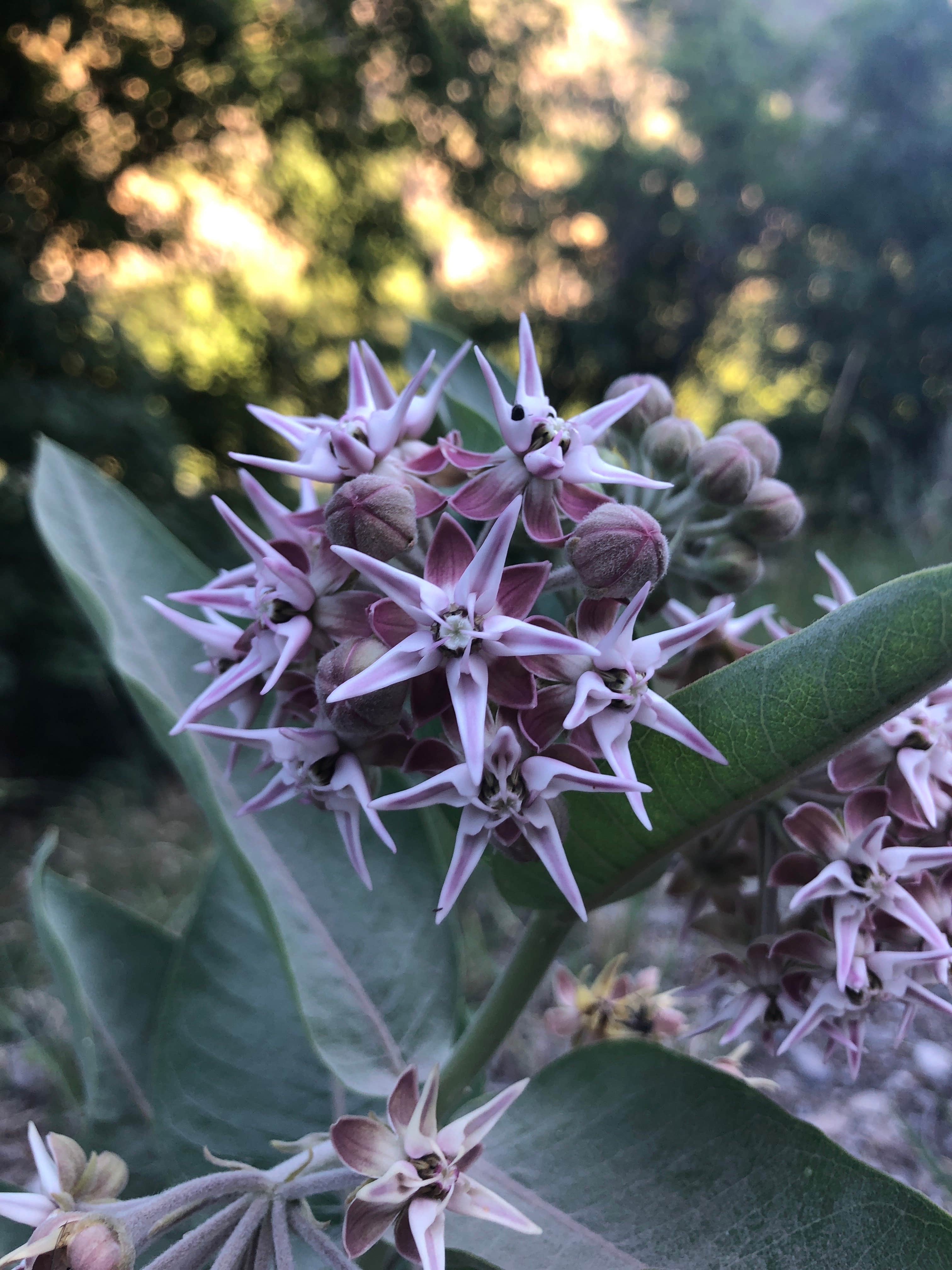 Camper-submitted photo at Green Canyon Dispersed Campground near Paradise, UT