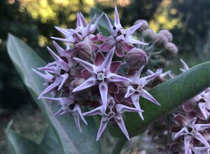 Green Canyon Dispersed Campground